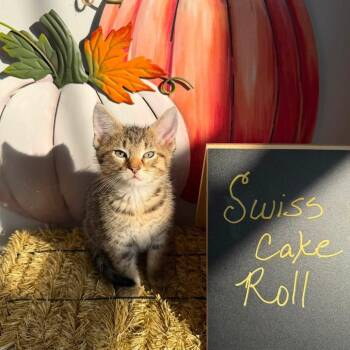 Swiss Cake Roll -  Domestic Short Hair Cat for Adoption in Carmel, Indiana - Swiss Cake Roll | PetCurious