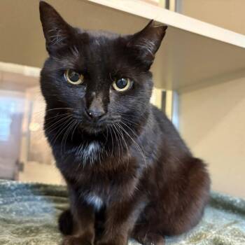 Duffy -  Domestic Short Hair Cat for Adoption in Gloucester, Virginia - Duffy | PetCurious