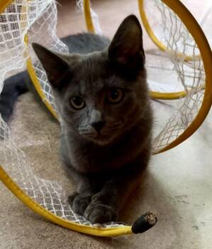 Marmee -  Domestic Short Hair Cat for Adoption in Chattanooga, Tennessee - Marmee | PetCurious