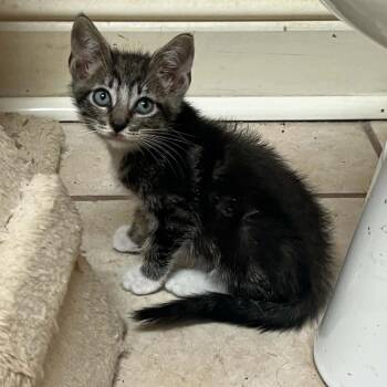 Parcel 26-05-105 -  Domestic Short Hair Cat for Adoption in Bastrop, Texas - Parcel 26-05-105 | PetCurious