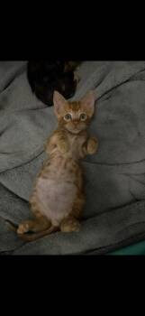 Woody -  Tabby Cat for Adoption in Paulina, Louisiana - Woody | PetCurious