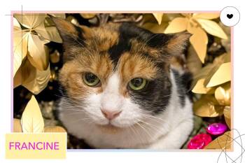 Calico and Tabby Cats Available for Adoption - Francine (FCID# 01/12/2206 - 79 Trainer) | PetCurious