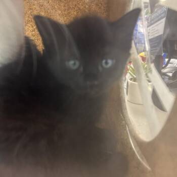 Iinky -  Domestic Short Hair Cat for Adoption in Philadelphia, Pennsylvania - Iinky | PetCurious