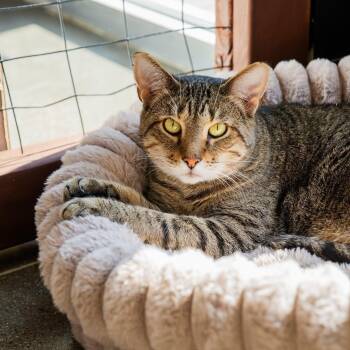 Simon -  Domestic Short Hair Cat for Adoption in Springfield, Missouri - Simon | PetCurious