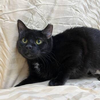 Elizandra -  Domestic Short Hair Cat for Adoption in Lyndhurst, Virginia - Elizandra | PetCurious