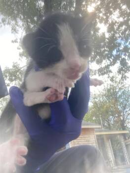 DEWEY -  Domestic Short Hair Cat for Adoption in Dallas, Texas - DEWEY | PetCurious