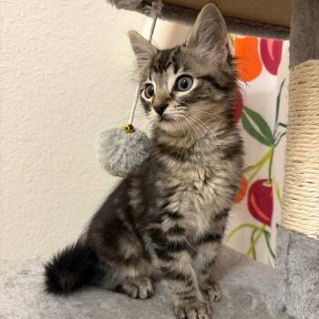 Gordon -  Domestic Short Hair Cat for Adoption in Houston, Texas - Gordon | PetCurious