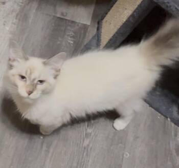 Winnie -  Siamese Cat for Adoption in Cuyahoga Falls, Ohio - Winnie | PetCurious