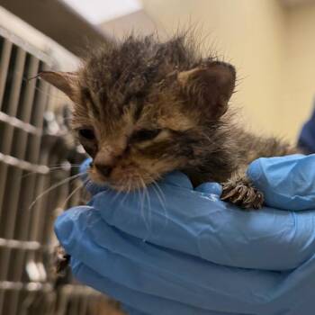 Angel -  Domestic Short Hair Cat for Adoption in Winston-salem, North Carolina - Angel | PetCurious