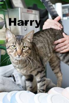 Rescue Tabby Cats for Adoption in Macomb, Illinois - Harry | PetCurious