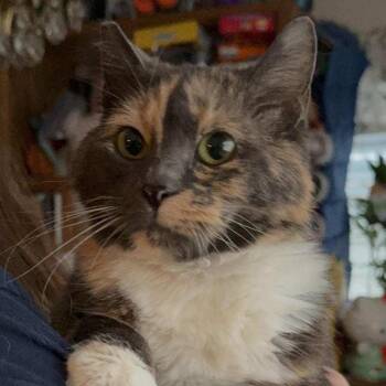 Rescue Calico Cats for Adoption in Pendleton, Oregon - Lucille | PetCurious