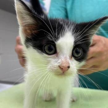 Otter -  Domestic Short Hair Cat Available for Adoption in Corpus Christi, Texas - Otter | PetCurious