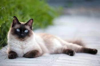 Brighid- not for adoption- add pet using existing temp with mult -  Domestic Short Hair Cat for Adoption in Bettles, Alaska - Brighid- Not For Adoption- Add Pet Using Existing Temp With Mult | PetCurious