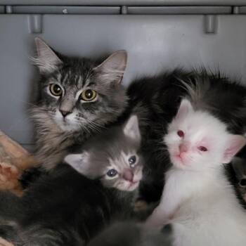 Luthien -  Domestic Medium Hair Cat for Adoption in Kanab, Utah - Luthien | PetCurious