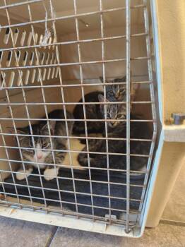 Wood Kitten 2(Maple) -  Domestic Short Hair Cat for Adoption in Mocksville, North Carolina - Wood Kitten 2(Maple) | PetCurious