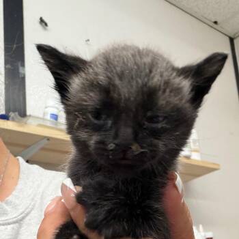 Domestic Medium Hair Cats Available for Adoption in Lake Jackson, Texas - Sunshine | PetCurious