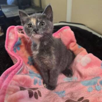 Cali -  Domestic Long Hair Cat for Adoption in Long Beach, California - Cali | PetCurious