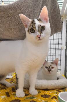 Rescue Domestic Short Hair Cats for Adoption in Kirkland, Washington - Dahlia & Poppy | PetCurious