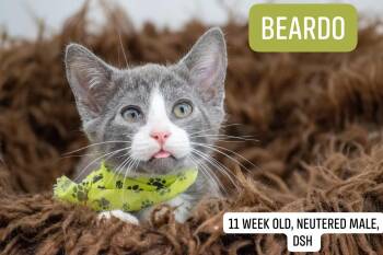 Beardo -  Domestic Short Hair Cat for Adoption in Sevierville, Tennessee - Beardo | PetCurious