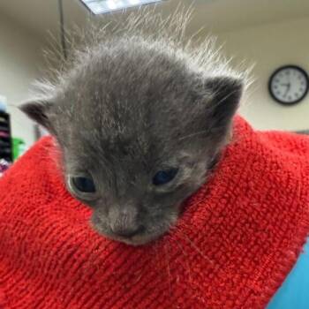 Domestic Short Hair Cats Available for Adoption in San Antonio, Texas - Hank | PetCurious