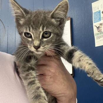 Bagel -  Domestic Short Hair Cat for Adoption in Summerlee, West Virginia - Bagel | PetCurious