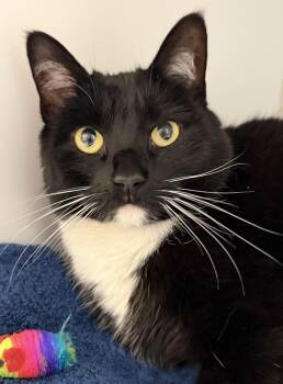 Lila -  Domestic Short Hair Cat for Adoption in Norwalk, Connecticut - Lila | PetCurious