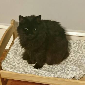 Bella Babes -  Domestic Long Hair Cat for Adoption in Philadelphia, Pennsylvania - Bella Babes | PetCurious