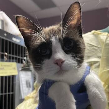 Cafecito -  Snowshoe and Domestic Short Hair Cat for Adoption in Salt Lake City, Utah - Cafecito | PetCurious