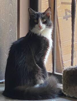 Domestic Short Hair Cats Available for Adoption in Phoenix, Arizona - Figaro | PetCurious