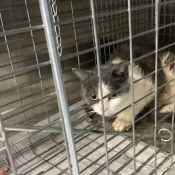 Domestic Short Hair Cats Available for Adoption in Montgomery, Alabama - McCoy 26 | PetCurious