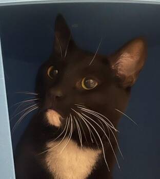Shogun -  Domestic Short Hair Cat for Adoption in Golden, Colorado - Shogun | PetCurious