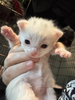 Domestic Short Hair Cats Available for Adoption in Virginia Beach, Virginia - Eugene | PetCurious