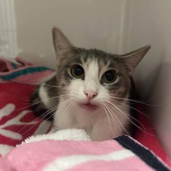 Derecho -  Domestic Medium Hair Cat for Adoption in Charleston, West Virginia - Derecho | PetCurious