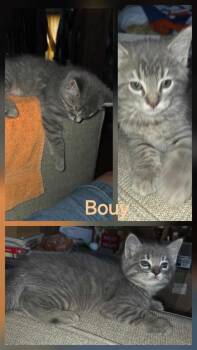 Bouy -  Tabby Cat for Adoption in York, Nebraska - Bouy | PetCurious