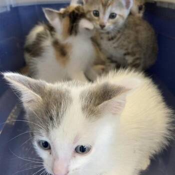 Rune -  Domestic Short Hair Cat for Adoption in Hawthorne, California - Rune | PetCurious