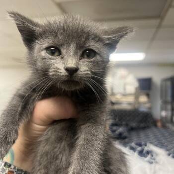 Poker-C -  Domestic Short Hair Cat for Adoption in East St. Louis, Illinois - Poker-C | PetCurious