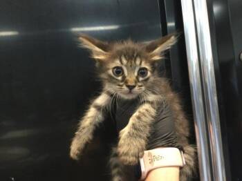 BUNNY -  Domestic Short Hair Cat for Adoption in Thousand Palms, California - BUNNY | PetCurious
