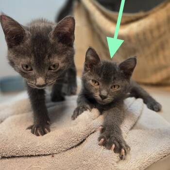 Duckie -  Domestic Short Hair Cat for Adoption in Pittsburgh, Pennsylvania - Duckie | PetCurious