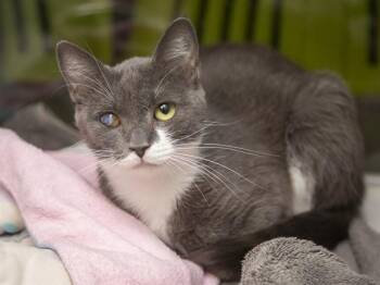 OPAL -  Domestic Short Hair Cat for Adoption in Phoenix, Arizona - OPAL | PetCurious