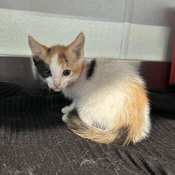 IVHS-Stray-142585 -  Domestic Short Hair Cat for Adoption in San Gabriel, California - IVHS-Stray-142585 | PetCurious