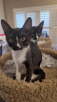 EENY -  Tuxedo and Domestic Short Hair Cat for Adoption in Escalon, California - EENY | PetCurious