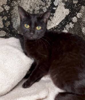 Domestic Short Hair Cats Available for Adoption - Sierra | PetCurious