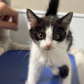 Butters -  Domestic Short Hair Cat for Adoption in Blue Ridge, Georgia - Butters | PetCurious