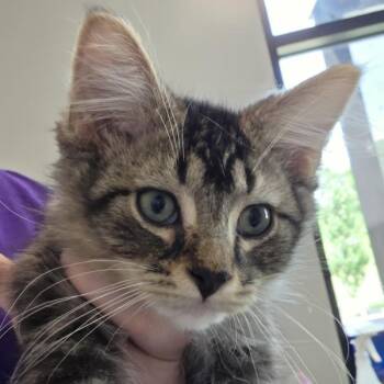 Gibby -  Domestic Short Hair Cat for Adoption in Des Moines, Iowa - Gibby | PetCurious