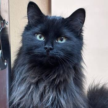 Domestic Long Hair Cats Available for Adoption - Flavia | PetCurious