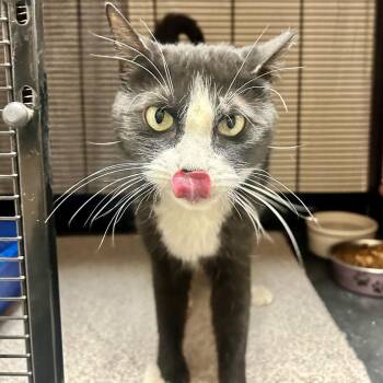 Domestic Short Hair Cats Available for Adoption in Kanab, Utah - Joel | PetCurious