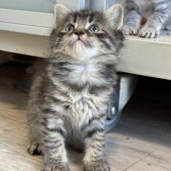 Mesa -  Domestic Long Hair Cat for Adoption in Durango, Colorado - Mesa | PetCurious