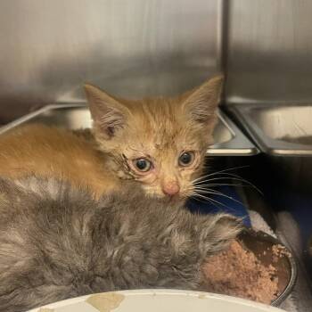 Dash -  Domestic Short Hair Cat for Adoption in Gloucester, Virginia - Dash | PetCurious