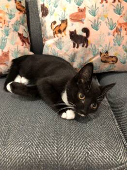 Tito -  Domestic Short Hair Cat for Adoption in Seven Valleys, Pennsylvania - Tito | PetCurious