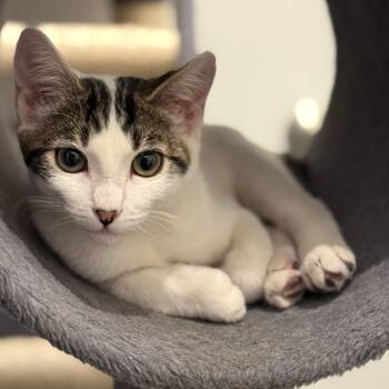 Rescue Domestic Short Hair Cats for Adoption in Los Angeles, California - Meow Meow | PetCurious